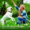 imageFcolor Dog Training Collar Rechargeable Waterproof Dog Shock Collar for Dogs with Remote 2600ft with Beep Vibrating Shock LED Light 4 Modes for Small Medium Large Dogs1Pack PVC Collar