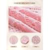 imageSHEWIN Cardigan Sweaters for Women Lightweight 34 Sleeve Cover Up Open Front Summer Cropped Crochet Cardigans SweaterB Pink