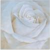 imageYihui Arts White Flower Canvas Wall Art with Textured  Square Artwork for Bedroom Over Bed DecorRose